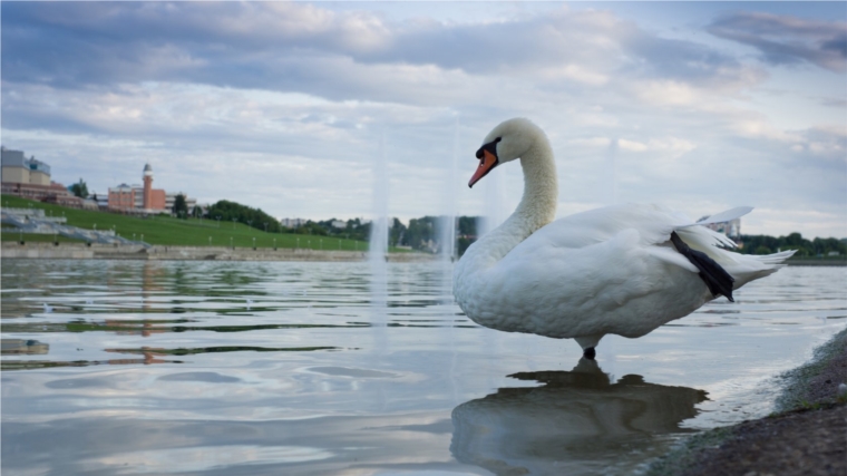 Лебеди с Чебоксарского залива проведут зиму в Парке Николаева